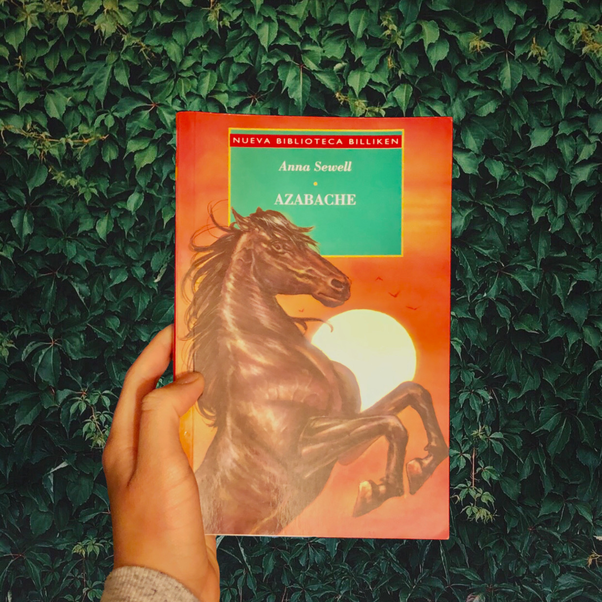 Black Beauty Book Cover